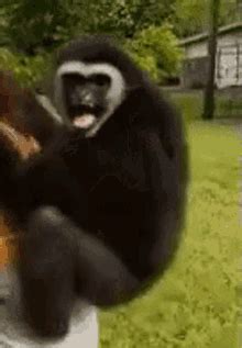 crazy monkey gif|Crazy Monkey GIFs .